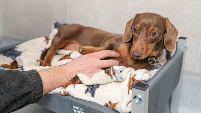 Extended store dog boarding